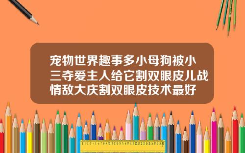 宠物世界趣事多小母狗被小三夺爱主人给它割双眼皮儿战情敌大庆割双眼皮技术最好